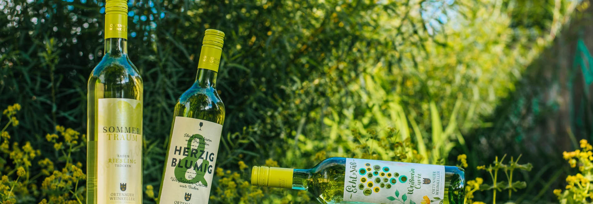 Winery Serie Geschäft -Winery Serie Geschäft ghkjgh